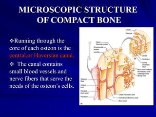 skeletal system and bones | PPT