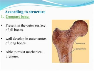 bones & cartilage-1.ppt Abcdefghijklmnopqrstuvwxyz | PPT