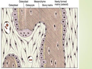 Comprehensive Overview of Bone Structure, Types, and Formation ...
