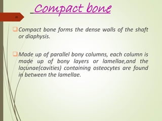 Parallel Medium Bone Comprehensive Overview of Bone Structure, Types, and Formation ...