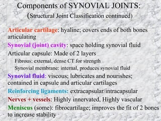 Components of SYNOVIAL JOINTS:
(Structural Joint Classification continued)
Articular cartilage: hyaline; covers ends of both bones
articulating
Synovial (joint) cavity: space holding synovial fluid
Articular capsule: Made of 2 layers
– Fibrous: external, dense CT for strength
– Synovial membrane: internal, produces synovial fluid
Synovial fluid: viscous; lubricates and nourishes;
contained in capsule and articular cartilages
Reinforcing ligaments: extracapsular/intracapsular
Nerves + vessels: Highly innervated, Highly vascular
Meniscus (some): fibrocartilage; improves the fit of 2 bones
to increase stability
 