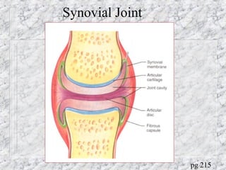 Synovial Joint
pg 215
 