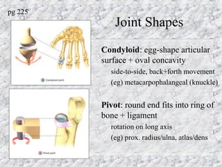 Joint Shapes
Condyloid: egg-shape articular
surface + oval concavity
– side-to-side, back+forth movement
– (eg) metacarpophalangeal (knuckle)
Pivot: round end fits into ring of
bone + ligament
– rotation on long axis
– (eg) prox. radius/ulna, atlas/dens
pg 225
 