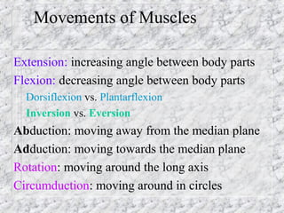 Movements of Muscles
Extension: increasing angle between body parts
Flexion: decreasing angle between body parts
– Dorsiflexion vs. Plantarflexion
– Inversion vs. Eversion
Abduction: moving away from the median plane
Adduction: moving towards the median plane
Rotation: moving around the long axis
Circumduction: moving around in circles
 