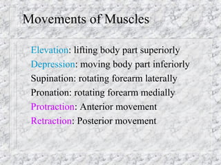 Elevation: lifting body part superiorly
Depression: moving body part inferiorly
Supination: rotating forearm laterally
Pronation: rotating forearm medially
Protraction: Anterior movement
Retraction: Posterior movement
Movements of Muscles
 