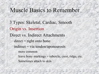 Muscle Basics to Remember
3 Types: Skeletal, Cardiac, Smooth
Origin vs. Insertion
Direct vs. Indirect Attachments
– direct = right onto bone
– indirect = via tendon/aponeurosis
more common
leave bony markings = tubercle, crest, ridge, etc.
Sometimes attach to skin
 