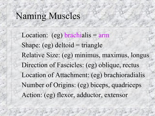 Naming Muscles
Location: (eg) brachialis = arm
Shape: (eg) deltoid = triangle
Relative Size: (eg) minimus, maximus, longus
Direction of Fascicles: (eg) oblique, rectus
Location of Attachment: (eg) brachioradialis
Number of Origins: (eg) biceps, quadriceps
Action: (eg) flexor, adductor, extensor
 