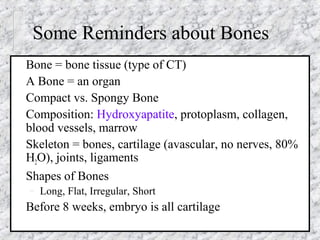 Some Reminders about Bones
Bone = bone tissue (type of CT)
A Bone = an organ
Compact vs. Spongy Bone
Composition: Hydroxyapatite, protoplasm, collagen,
blood vessels, marrow
Skeleton = bones, cartilage (avascular, no nerves, 80%
H2O), joints, ligaments
Shapes of Bones
– Long, Flat, Irregular, Short
Before 8 weeks, embryo is all cartilage
 