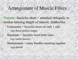 Arrangement of Muscle Fibers
Pennate: fascicles short + attached obliquely to
tendon running length of muscle; featherlike
– Unipennate = fascicles insert on only 1 side
(eg) flexor pollicis longus
– Bipennate = fascicles insert both sides
(eg) rectus femoris
– Multipennate = many bundles inserting together
(eg) deltoid
 