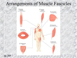 Arrangements of Muscle Fascicles
pg 269
 