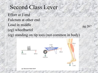 Second Class Lever
Effort at 1 end
Fulcrum at other end
Load in middle
(eg) wheelbarrel
(eg) standing on tip toes (not common in body)
pg 267
 