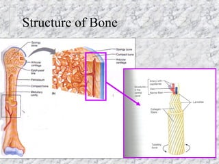 Structure of Bone
 