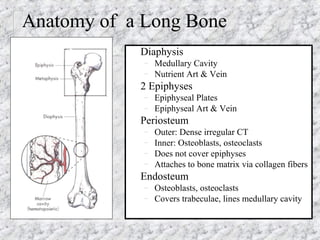 Anatomy of a Long Bone
Diaphysis
– Medullary Cavity
– Nutrient Art & Vein
2 Epiphyses
– Epiphyseal Plates
– Epiphyseal Art & Vein
Periosteum
– Outer: Dense irregular CT
– Inner: Osteoblasts, osteoclasts
– Does not cover epiphyses
– Attaches to bone matrix via collagen fibers
Endosteum
– Osteoblasts, osteoclasts
– Covers trabeculae, lines medullary cavity
 