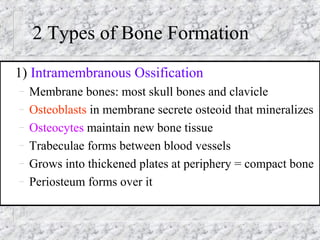 2 Types of Bone Formation
1) Intramembranous Ossification
– Membrane bones: most skull bones and clavicle
– Osteoblasts in membrane secrete osteoid that mineralizes
– Osteocytes maintain new bone tissue
– Trabeculae forms between blood vessels
– Grows into thickened plates at periphery = compact bone
– Periosteum forms over it
 