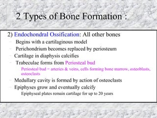 2 Types of Bone Formation :
2) Endochondral Ossification: All other bones
– Begins with a cartilaginous model
– Perichondrium becomes replaced by periosteum
– Cartilage in diaphysis calcifies
– Trabeculae forms from Periosteal bud
Periosteal bud = arteries & veins, cells forming bone marrow, osteoblasts,
osteoclasts
– Medullary cavity is formed by action of osteoclasts
– Epiphyses grow and eventually calcify
Epiphyseal plates remain cartilage for up to 20 years
 