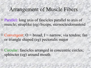 Triangular Parallel Muscle Comprehensive Overview of Human Bones, Joints, and Muscles Functions ...
