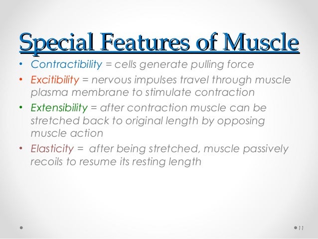 skeletal muscle contraction