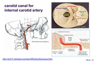 carotid canal for
internal carotid artery
http://dc311.4shared.com/doc/WfGJhex5/preview.html Skull - 31
 