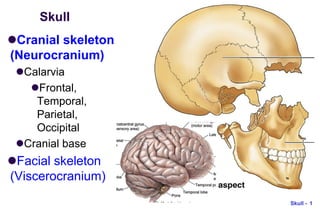 1
Skull -
Skull
Cranial skeleton
(Neurocranium)
Calarvia
Frontal,
Temporal,
Parietal,
Occipital
Cranial base
Facial skeleton
(Viscerocranium)
 
