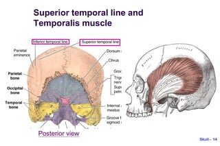 Skull anatomy.parts, features.landmarks. | PDF