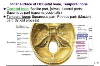 Skull anatomy.parts, features.landmarks. | PDF
