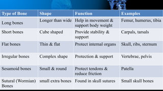 Classification of Bones anatomy, bone types | PPTX