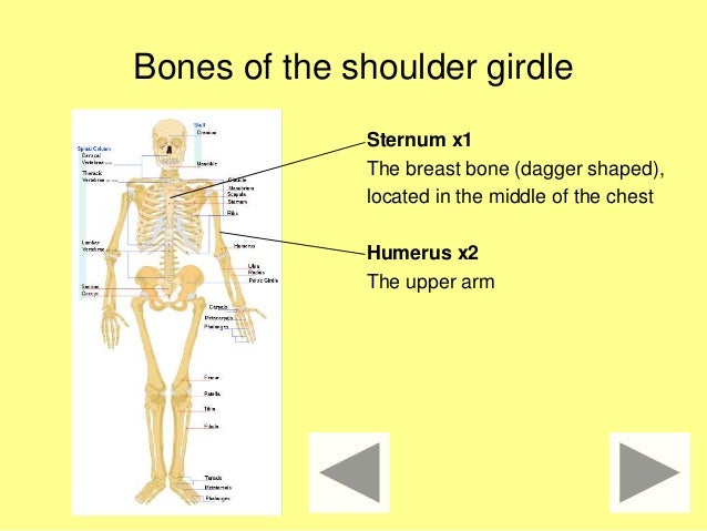 bones millionaire quiz what bones form the shoulder girdle