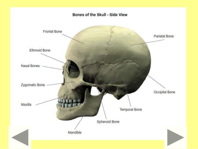 Bones Millionaire Quiz