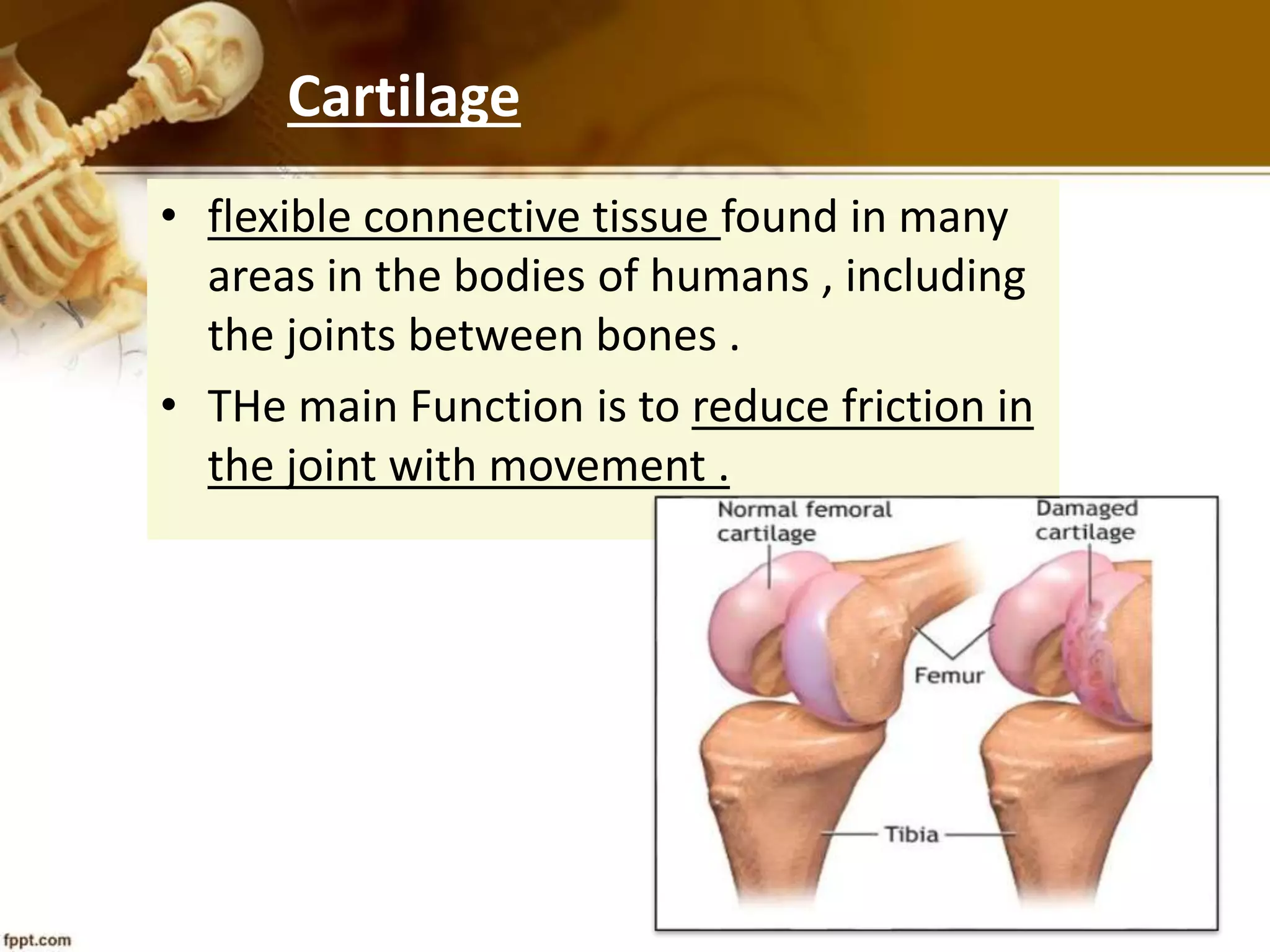 Bones, muscle and joints | PPT