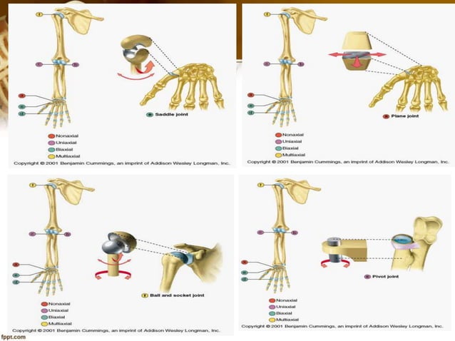 Bones, muscle and joints | PPT