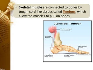 Muscle Cords Bones, muscle and joints | PDF