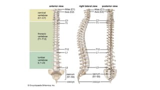 Bone Connection Bones & muscles.pdf