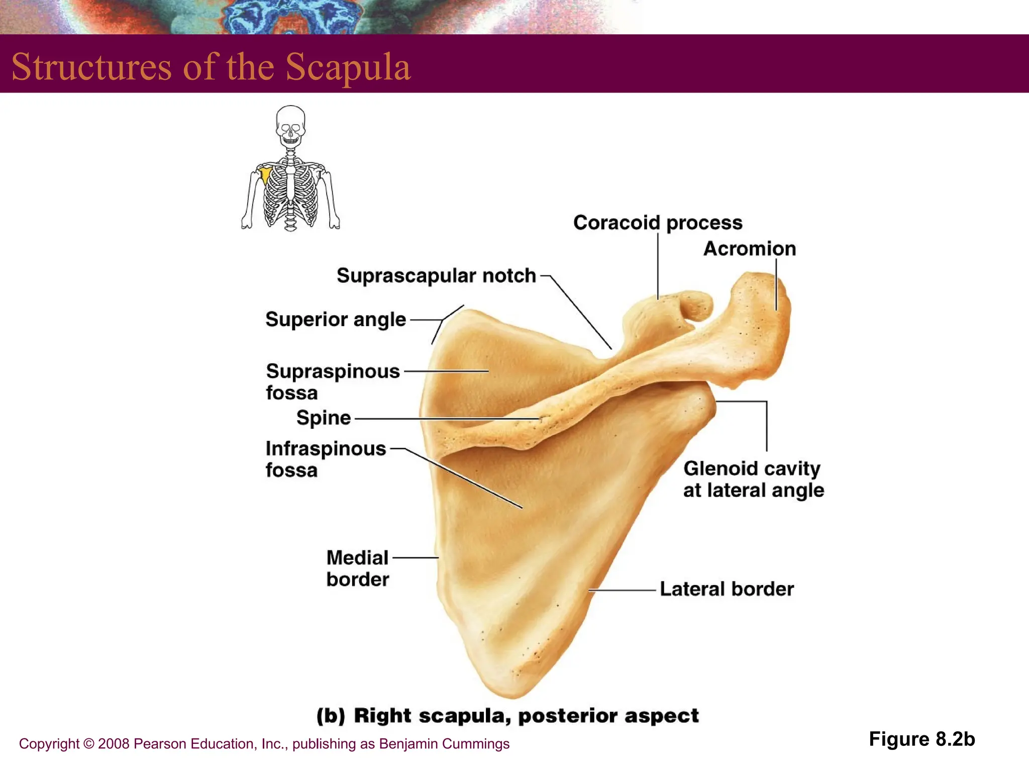Copyright © 2008 Pearson Education, Inc., publishing as Benjamin Cummings
Structures of the Scapula
Figure 8.2b
 
