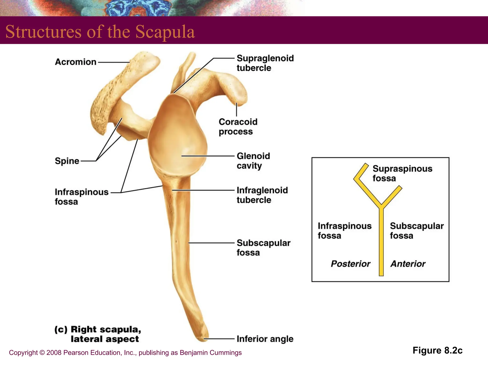 Copyright © 2008 Pearson Education, Inc., publishing as Benjamin Cummings
Structures of the Scapula
Figure 8.2c
 