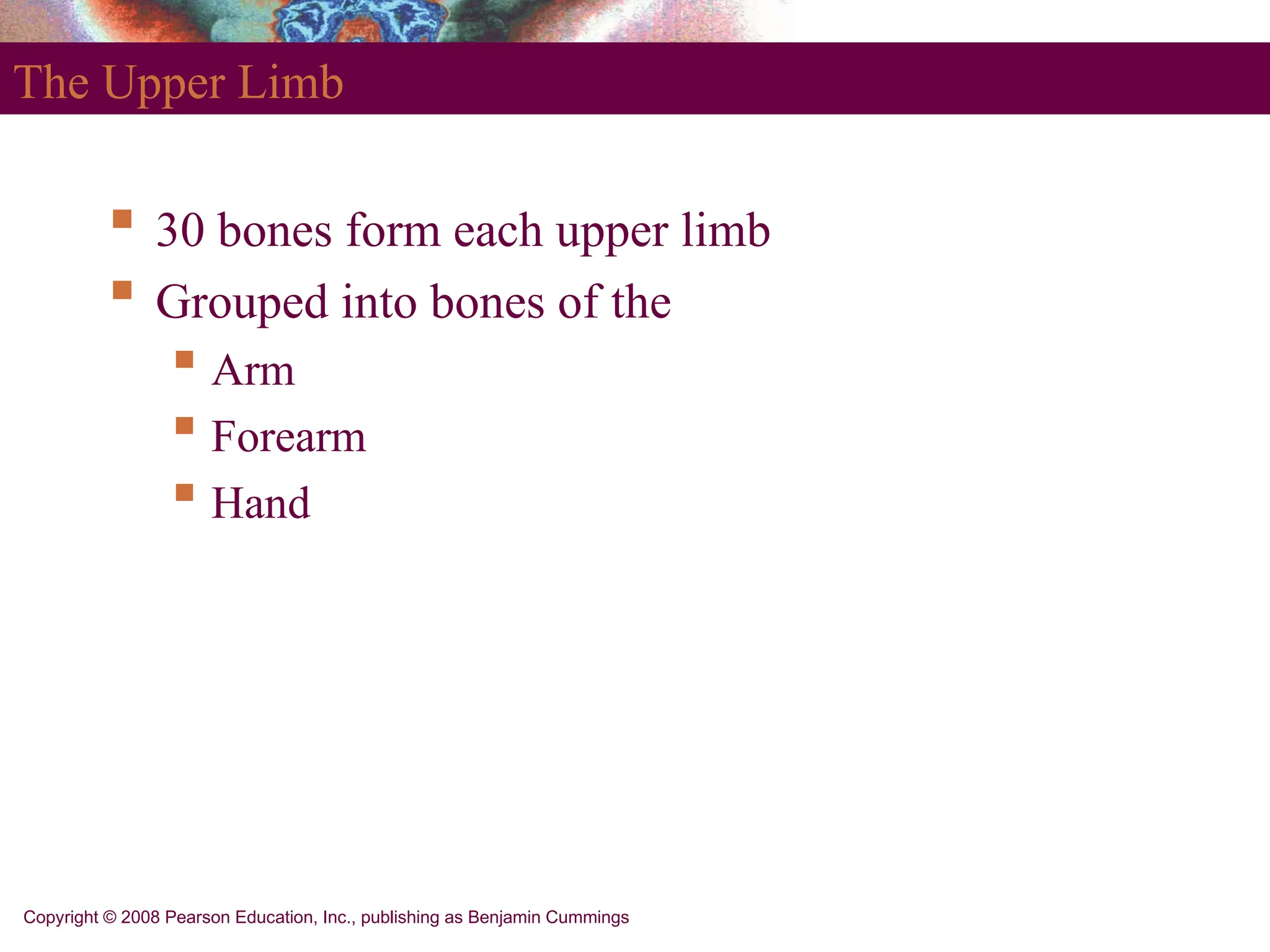 Copyright © 2008 Pearson Education, Inc., publishing as Benjamin Cummings
The Upper Limb
 30 bones form each upper limb
 Grouped into bones of the
 Arm
 Forearm
 Hand
 
