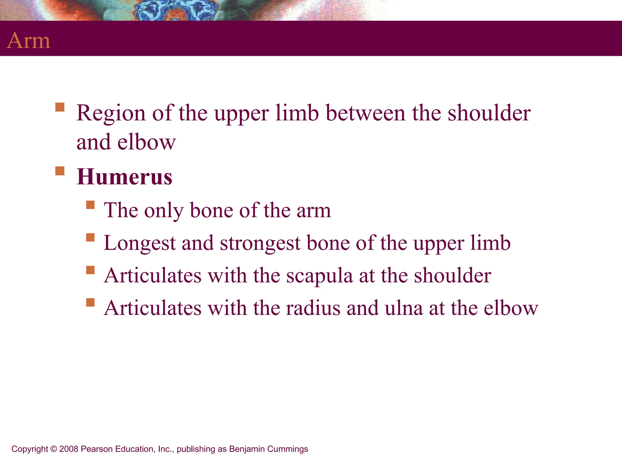 Copyright © 2008 Pearson Education, Inc., publishing as Benjamin Cummings
Arm
 Region of the upper limb between the shoulder
and elbow
 Humerus
 The only bone of the arm
 Longest and strongest bone of the upper limb
 Articulates with the scapula at the shoulder
 Articulates with the radius and ulna at the elbow
 
