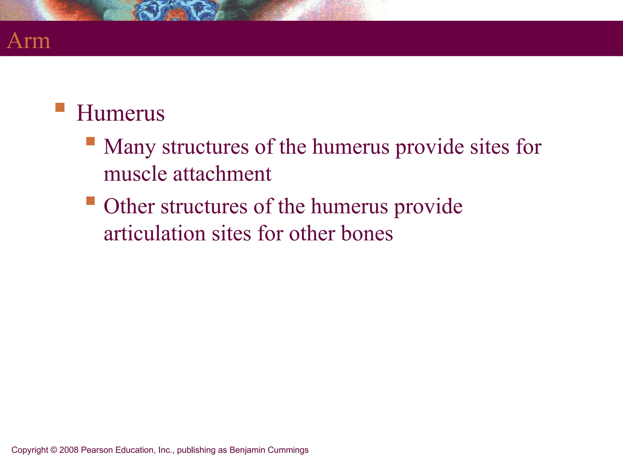 Copyright © 2008 Pearson Education, Inc., publishing as Benjamin Cummings
Arm
 Humerus
 Many structures of the humerus provide sites for
muscle attachment
 Other structures of the humerus provide
articulation sites for other bones
 