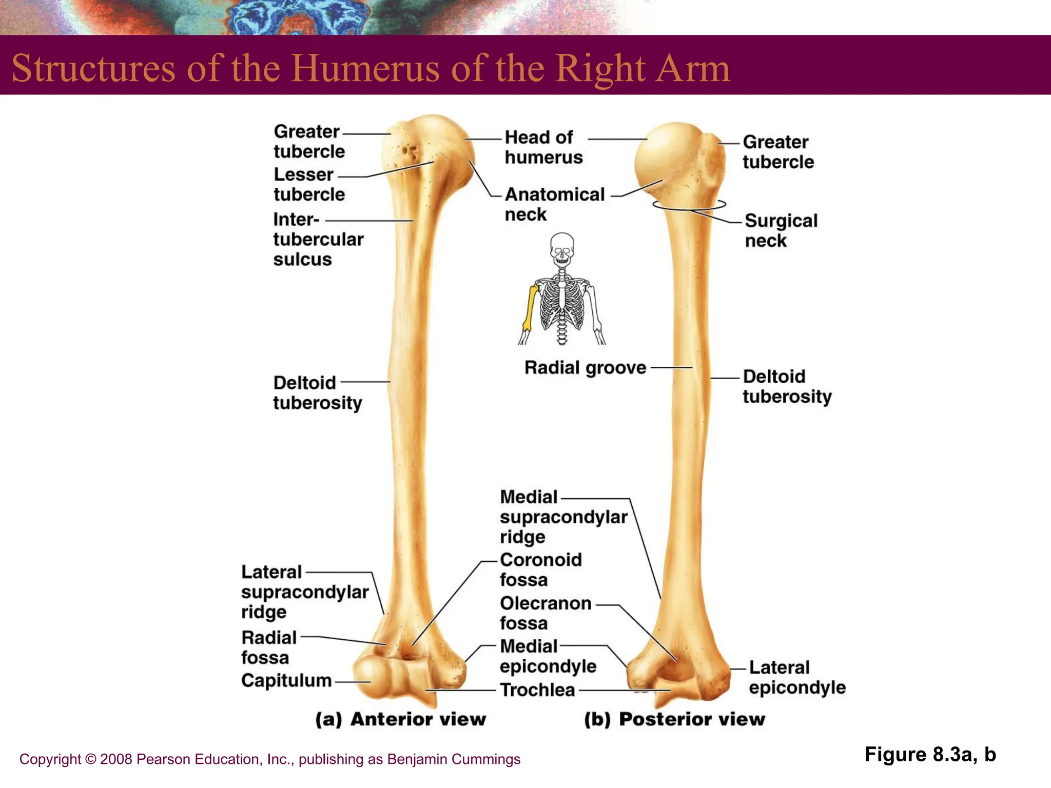 Copyright © 2008 Pearson Education, Inc., publishing as Benjamin Cummings
Structures of the Humerus of the Right Arm
Figure 8.3a, b
 