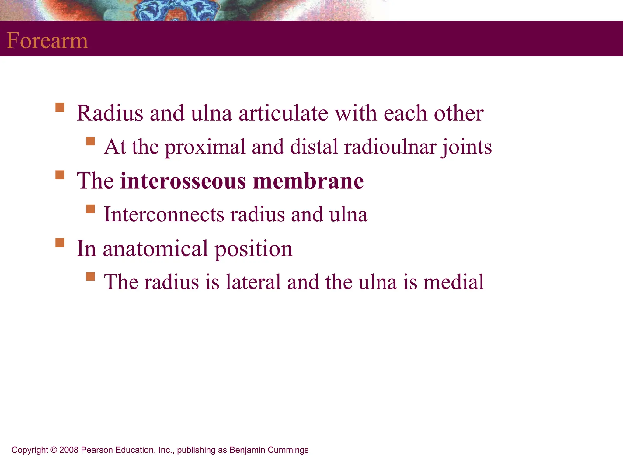 Copyright © 2008 Pearson Education, Inc., publishing as Benjamin Cummings
Forearm
 Radius and ulna articulate with each other
 At the proximal and distal radioulnar joints
 The interosseous membrane
 Interconnects radius and ulna
 In anatomical position
 The radius is lateral and the ulna is medial
 