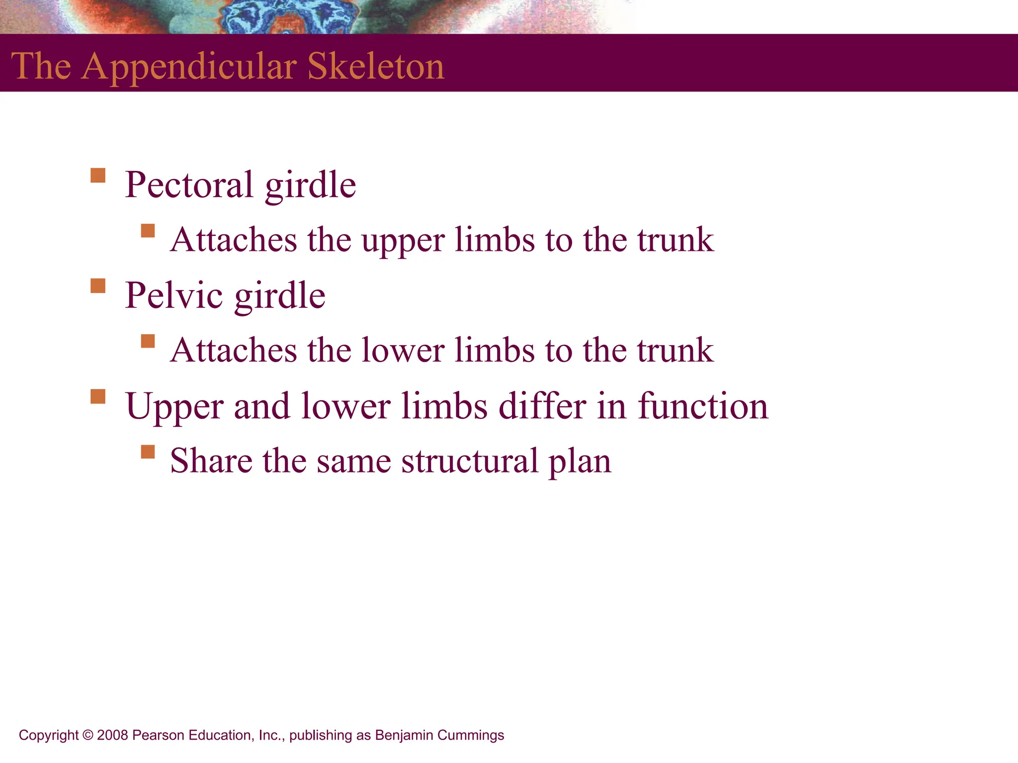 Copyright © 2008 Pearson Education, Inc., publishing as Benjamin Cummings
The Appendicular Skeleton
 Pectoral girdle
 Attaches the upper limbs to the trunk
 Pelvic girdle
 Attaches the lower limbs to the trunk
 Upper and lower limbs differ in function
 Share the same structural plan
 