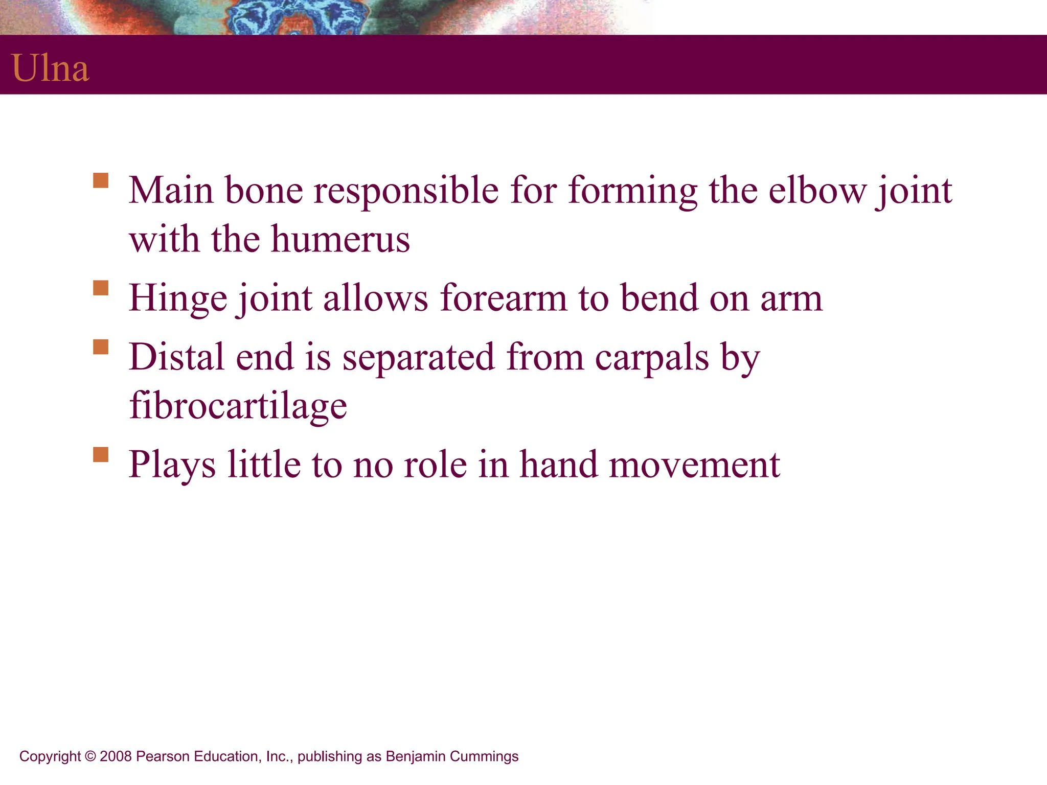 Copyright © 2008 Pearson Education, Inc., publishing as Benjamin Cummings
Ulna
 Main bone responsible for forming the elbow joint
with the humerus
 Hinge joint allows forearm to bend on arm
 Distal end is separated from carpals by
fibrocartilage
 Plays little to no role in hand movement
 