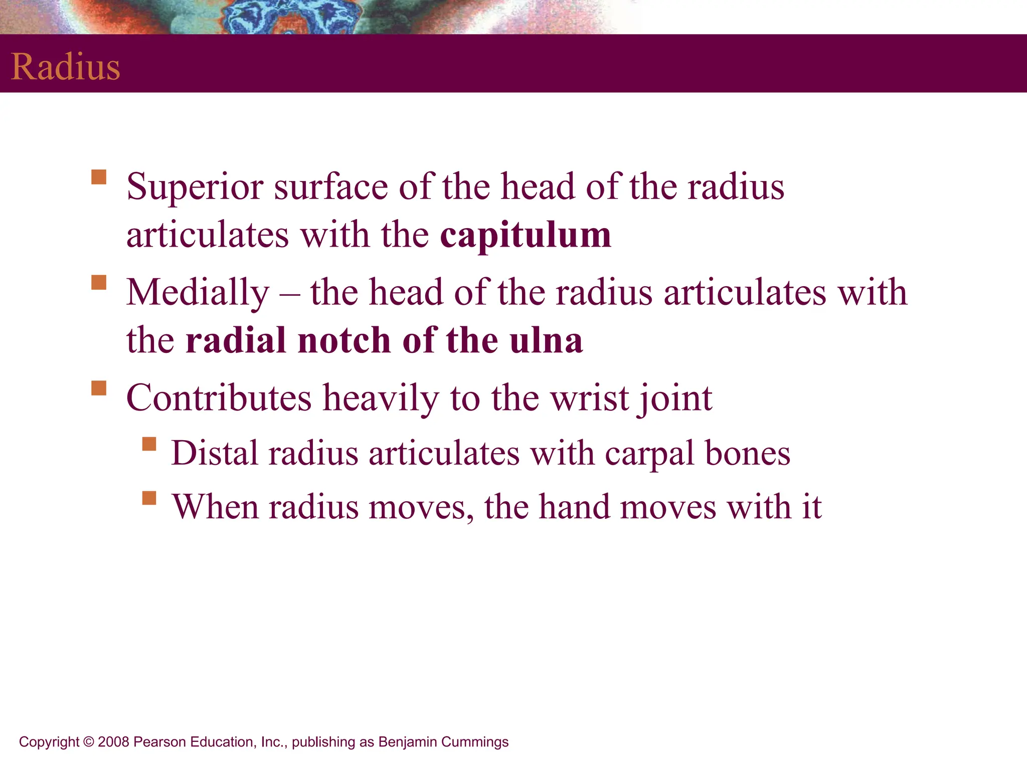 Copyright © 2008 Pearson Education, Inc., publishing as Benjamin Cummings
Radius
 Superior surface of the head of the radius
articulates with the capitulum
 Medially – the head of the radius articulates with
the radial notch of the ulna
 Contributes heavily to the wrist joint
 Distal radius articulates with carpal bones
 When radius moves, the hand moves with it
 