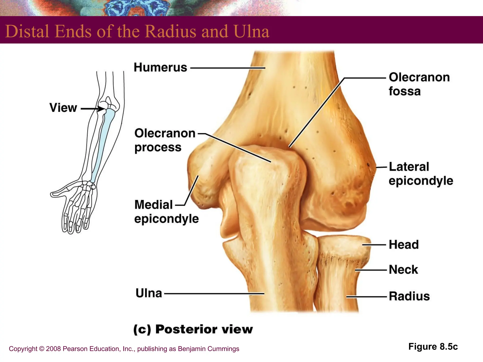 Copyright © 2008 Pearson Education, Inc., publishing as Benjamin Cummings
Distal Ends of the Radius and Ulna
Figure 8.5c
 