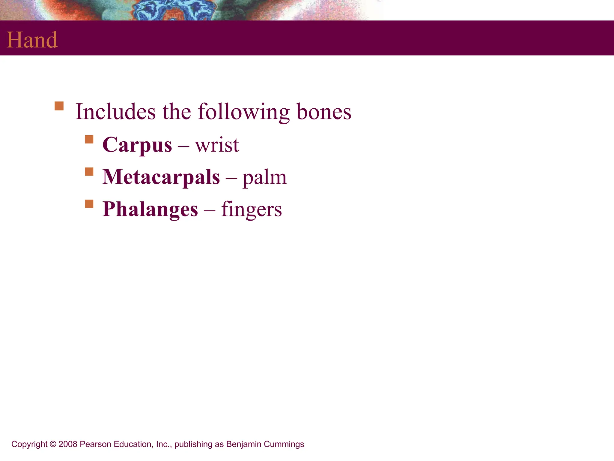 Copyright © 2008 Pearson Education, Inc., publishing as Benjamin Cummings
Hand
 Includes the following bones
 Carpus – wrist
 Metacarpals – palm
 Phalanges – fingers
 