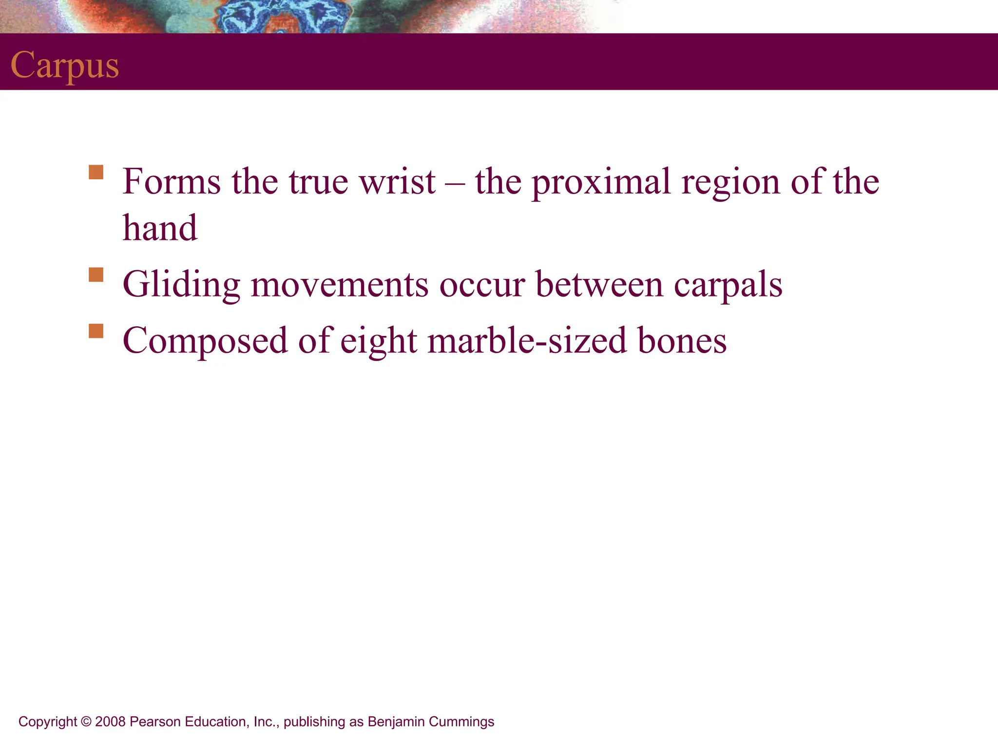Copyright © 2008 Pearson Education, Inc., publishing as Benjamin Cummings
Carpus
 Forms the true wrist – the proximal region of the
hand
 Gliding movements occur between carpals
 Composed of eight marble-sized bones
 