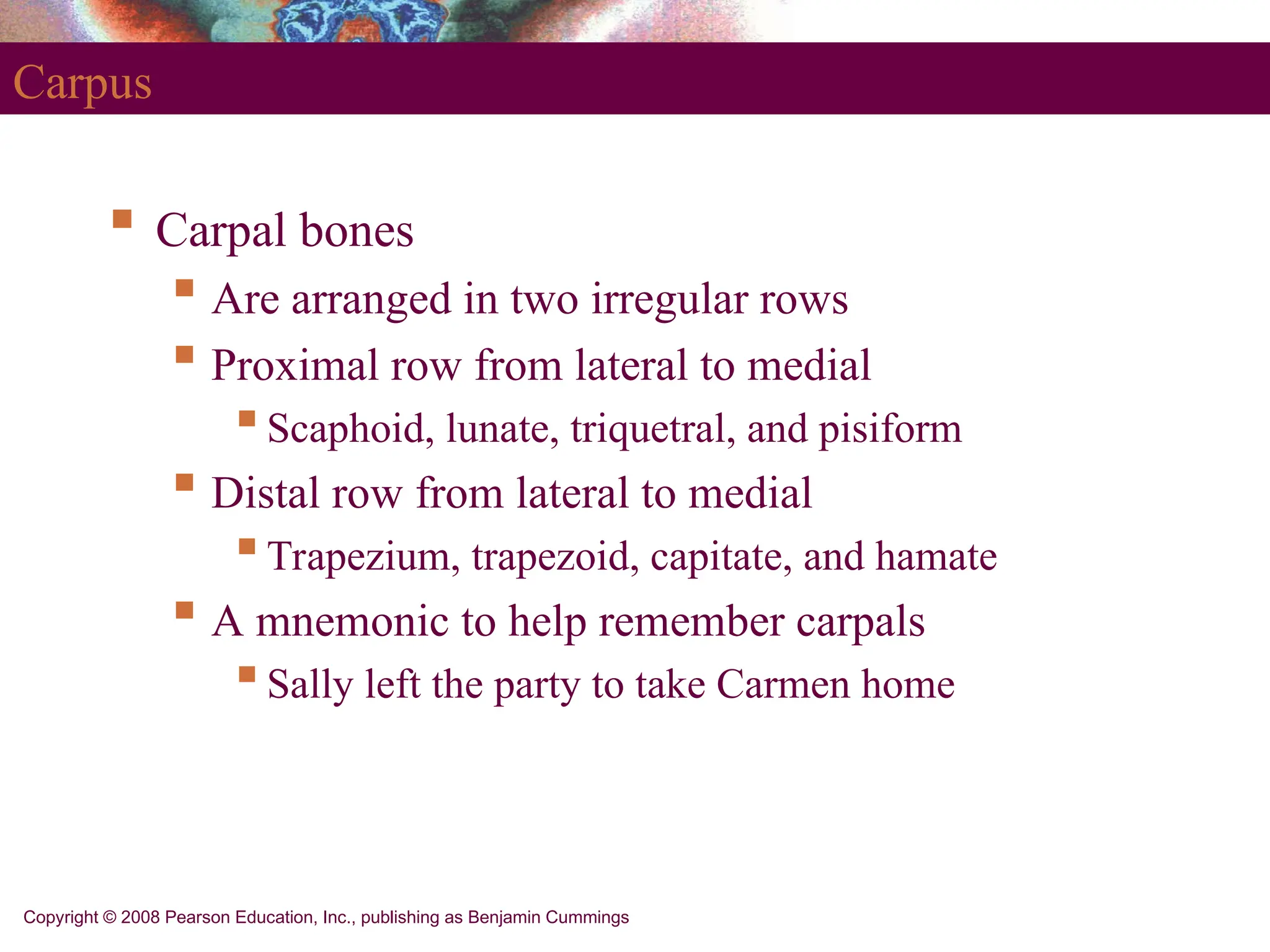 Copyright © 2008 Pearson Education, Inc., publishing as Benjamin Cummings
Carpus
 Carpal bones
 Are arranged in two irregular rows
 Proximal row from lateral to medial
Scaphoid, lunate, triquetral, and pisiform
 Distal row from lateral to medial
Trapezium, trapezoid, capitate, and hamate
 A mnemonic to help remember carpals
Sally left the party to take Carmen home
 