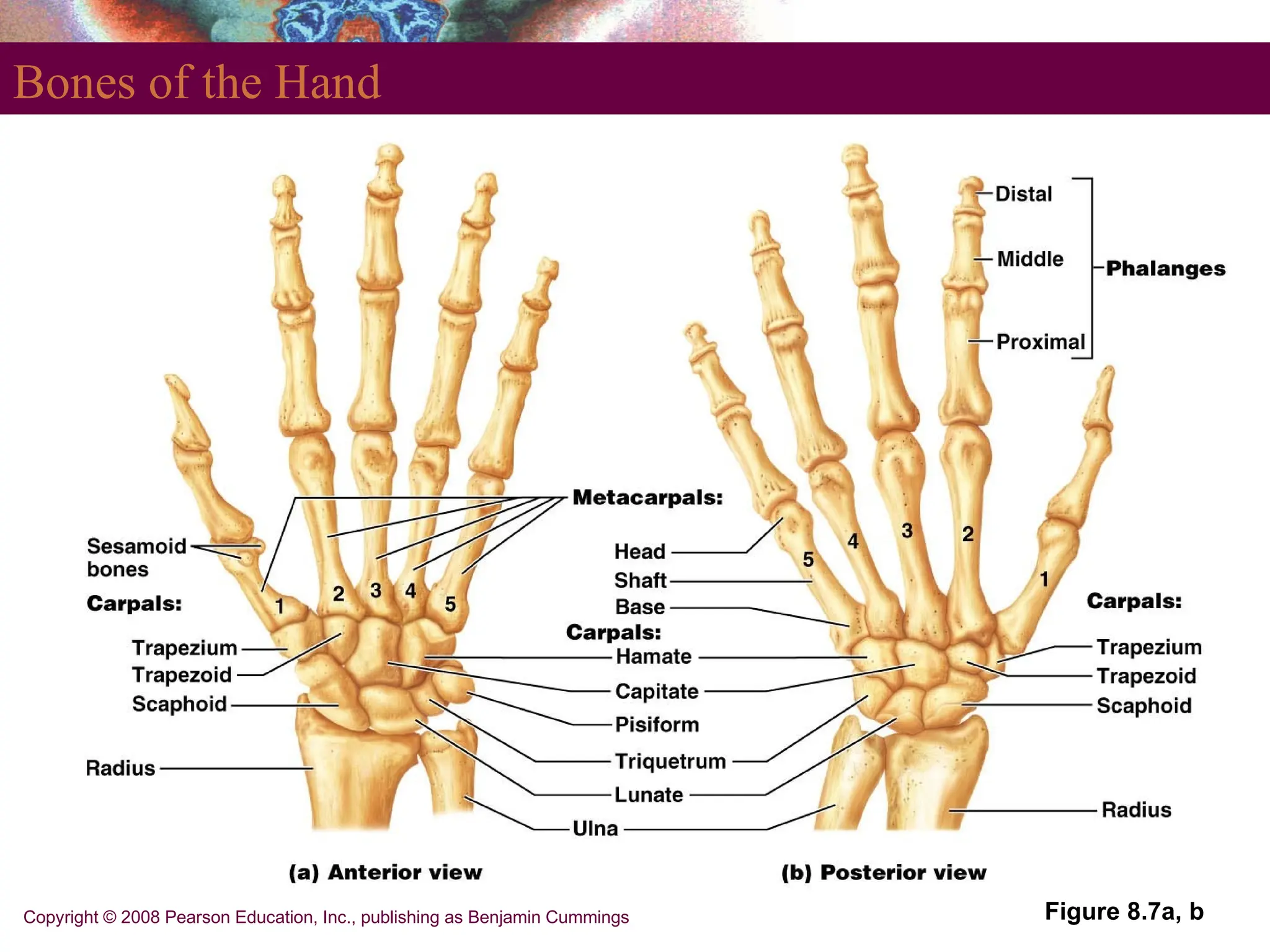 Copyright © 2008 Pearson Education, Inc., publishing as Benjamin Cummings
Bones of the Hand
Figure 8.7a, b
 