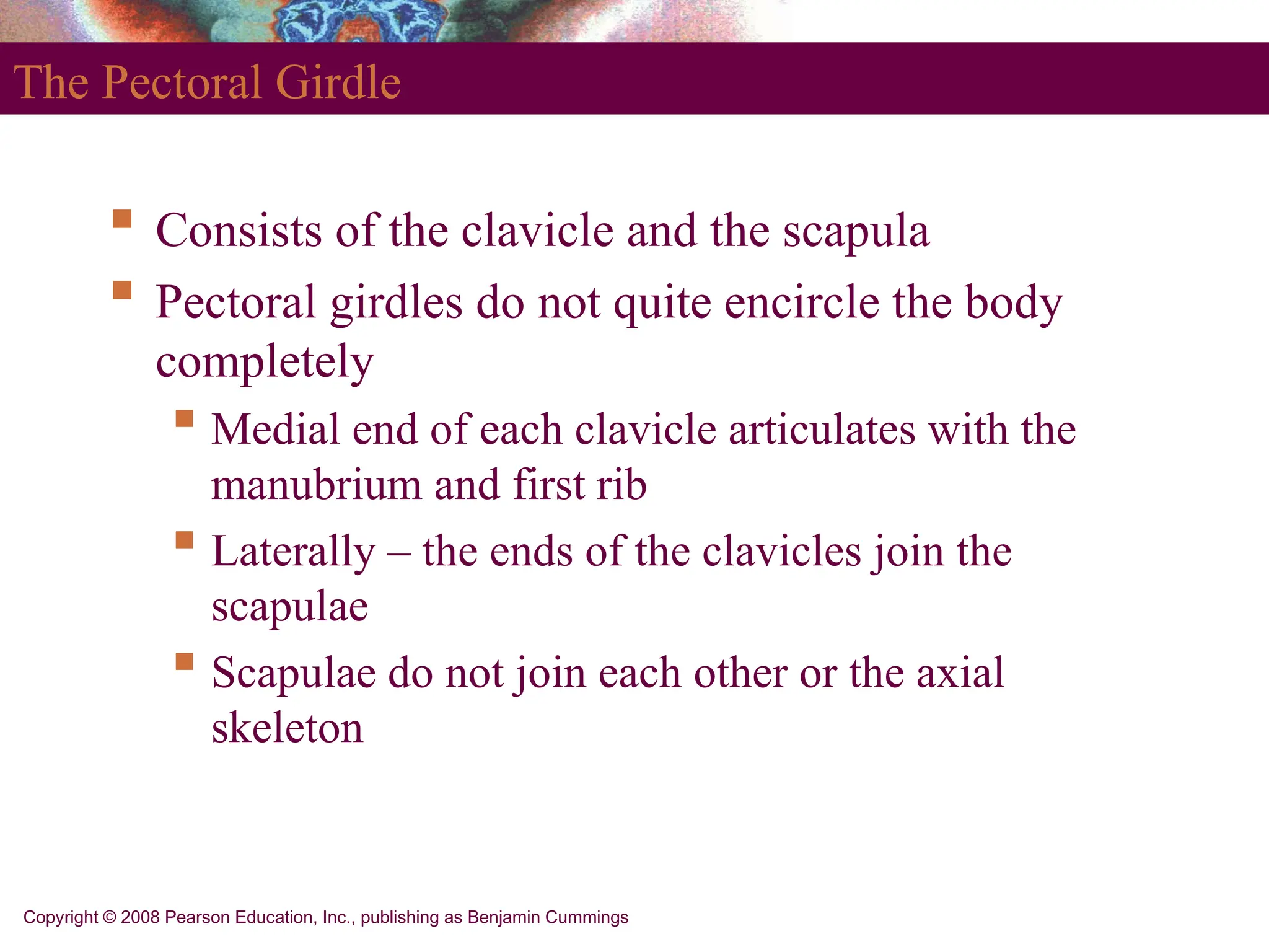 Copyright © 2008 Pearson Education, Inc., publishing as Benjamin Cummings
The Pectoral Girdle
 Consists of the clavicle and the scapula
 Pectoral girdles do not quite encircle the body
completely
 Medial end of each clavicle articulates with the
manubrium and first rib
 Laterally – the ends of the clavicles join the
scapulae
 Scapulae do not join each other or the axial
skeleton
 