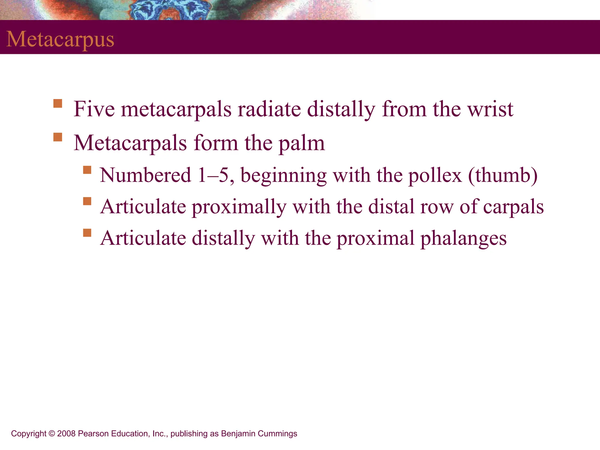 Copyright © 2008 Pearson Education, Inc., publishing as Benjamin Cummings
Metacarpus
 Five metacarpals radiate distally from the wrist
 Metacarpals form the palm
 Numbered 1–5, beginning with the pollex (thumb)
 Articulate proximally with the distal row of carpals
 Articulate distally with the proximal phalanges
 