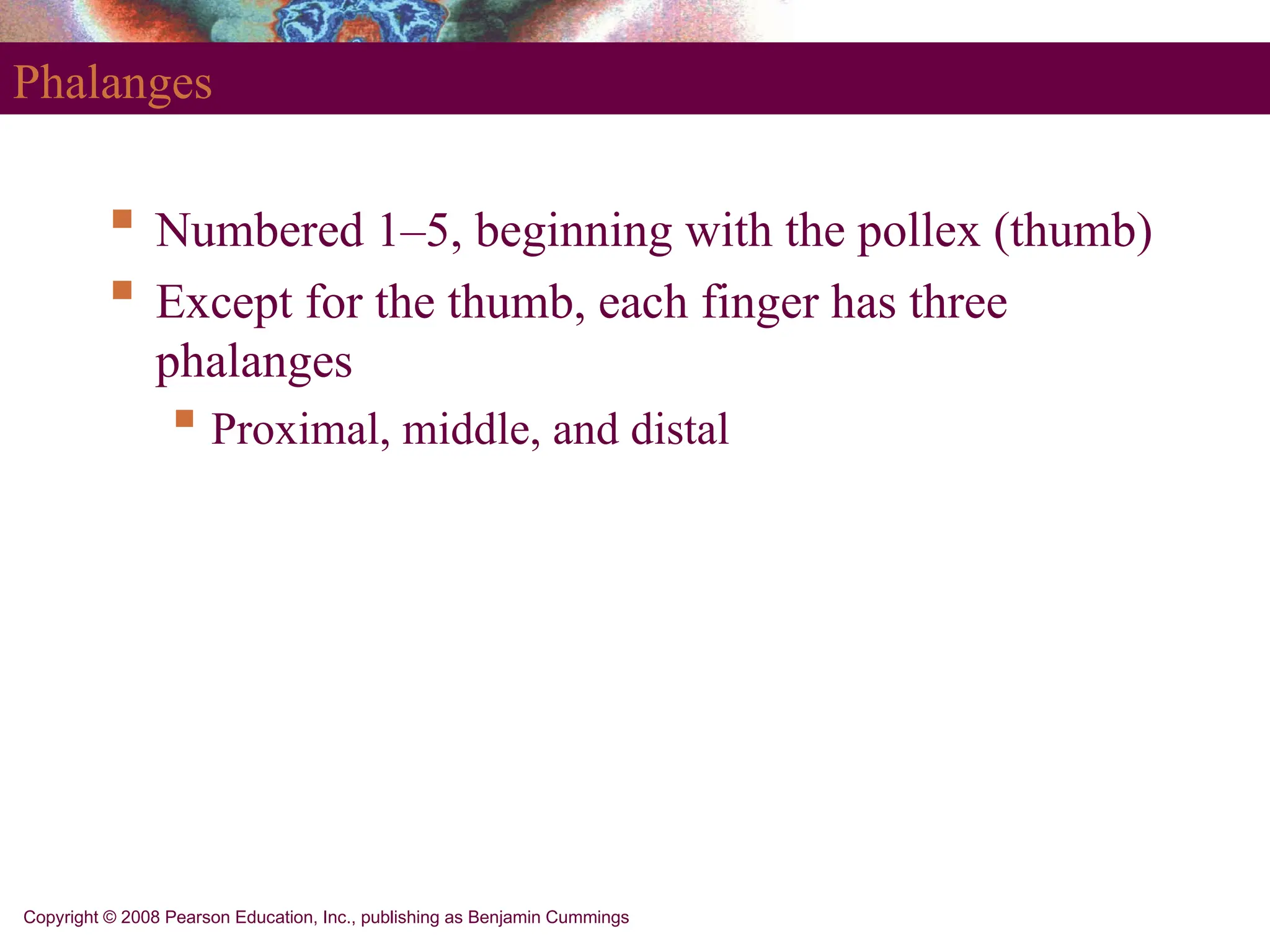 Copyright © 2008 Pearson Education, Inc., publishing as Benjamin Cummings
Phalanges
 Numbered 1–5, beginning with the pollex (thumb)
 Except for the thumb, each finger has three
phalanges
 Proximal, middle, and distal
 